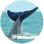 samui Bruda whale